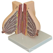 Teaching Model, Mammary Gland, Mammary Gland in Location